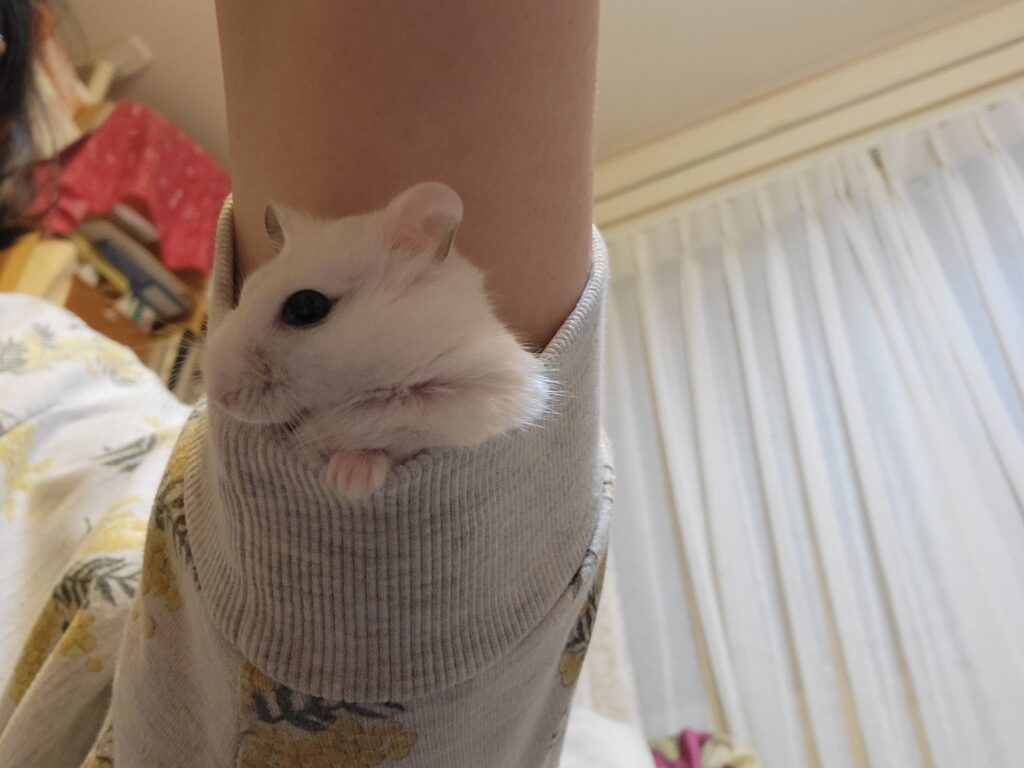 ハムスターのストレスサインが落ち着いた状態。袖の中で安心している様子