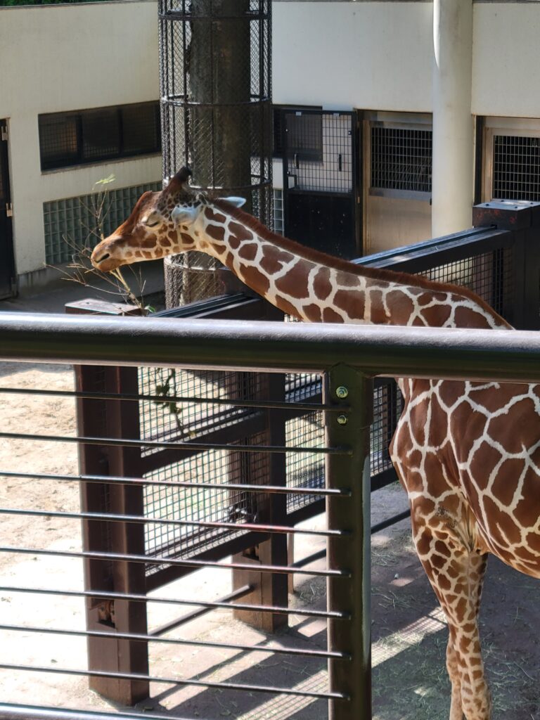 野毛山動物園 キリン舎 写真 リニューアル前の様子