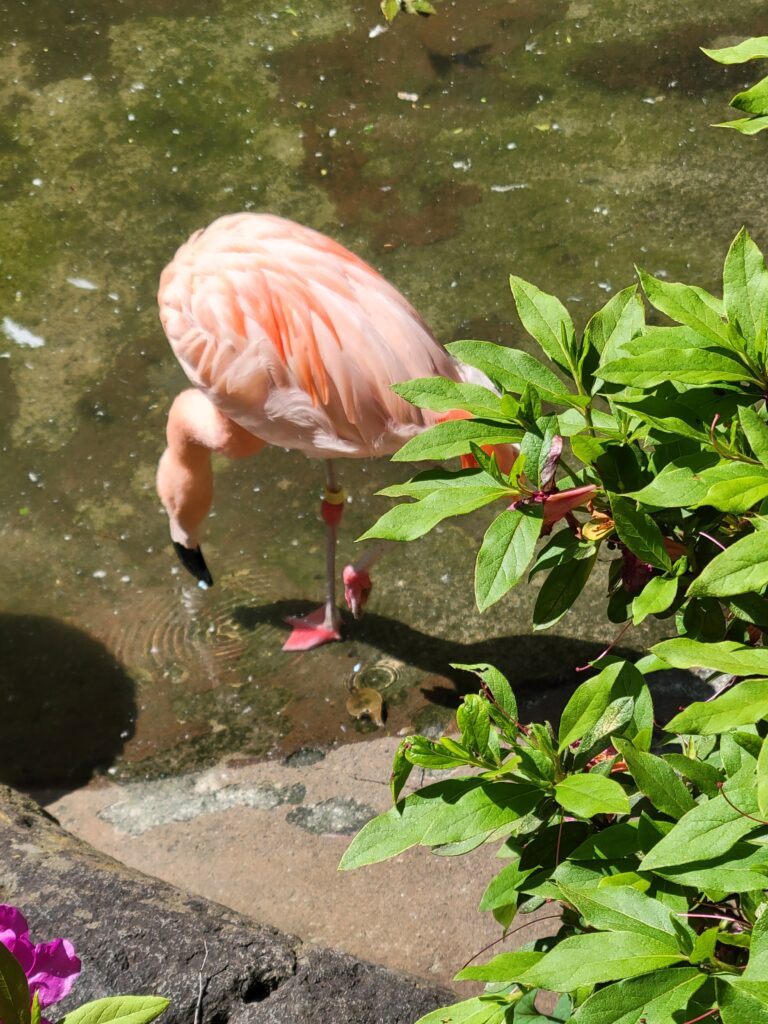 野毛山動物園 フラミンゴ 水辺 春の陽気