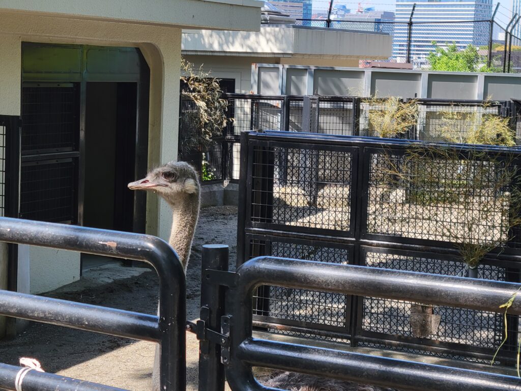 野毛山動物園 ダチョウ 横浜 都会の動物園 景観