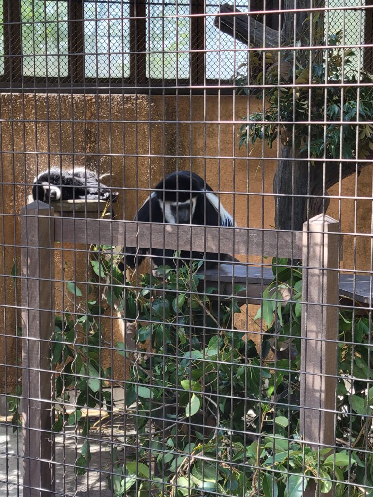 野毛山動物園 サル 白黒 お昼寝 休憩 かわいい動物