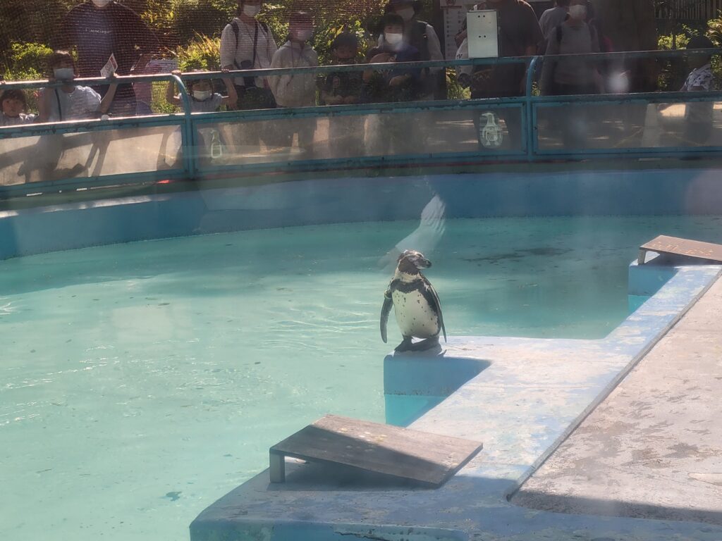 野毛山動物園 フンボルトペンギン プール展示 見学風景 横浜市立動物園 令和4年撮影