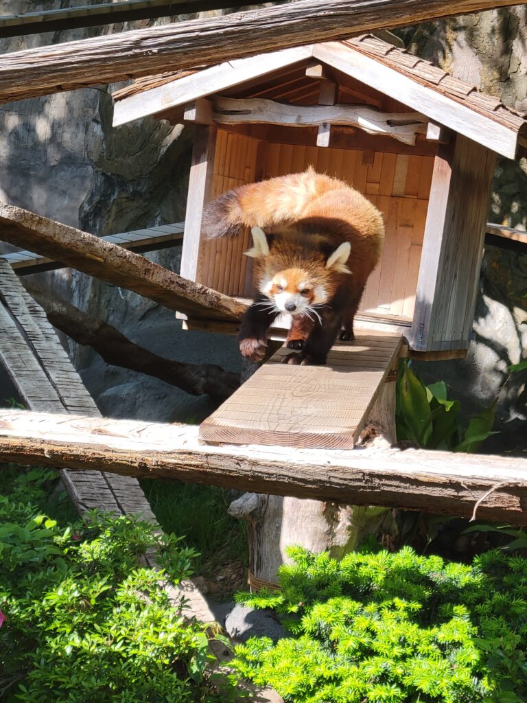 野毛山動物園 レッサーパンダ じゃれあい 人気エリア 横浜市立動物園