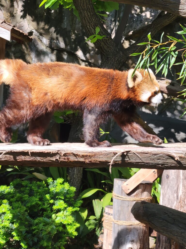 野毛山動物園 レッサーパンダ 木の上 移動中 かわいい動物