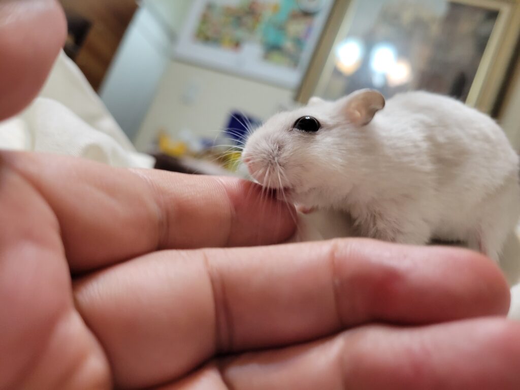 飼い主の手に鼻を近づける白いハムスター。においで安心し、信頼している様子。