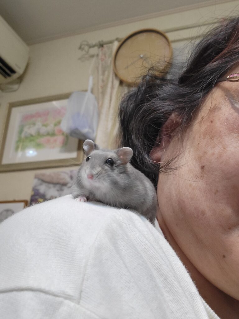 飼い主の肩の上に乗るグレーのハムスター。安心してリラックスしている様子。