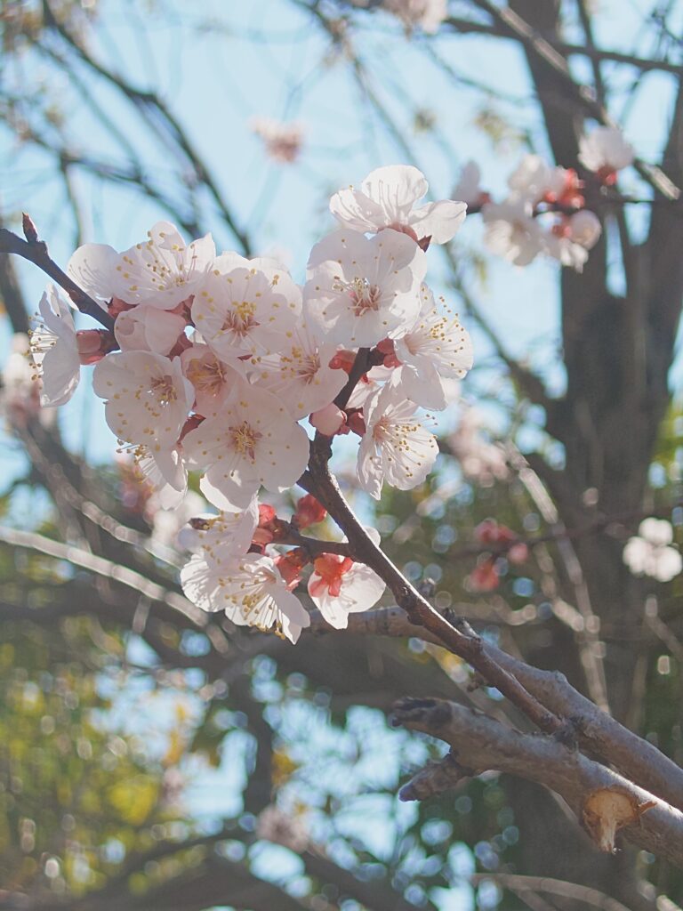 野毛山動物園 桜 開花 春の風景 横浜市 西区 花見スポット