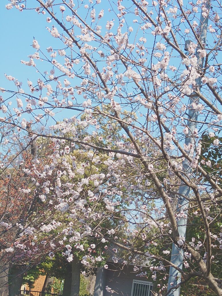 野毛山動物園 桜 開花 春の風景 横浜市 西区 花見スポット