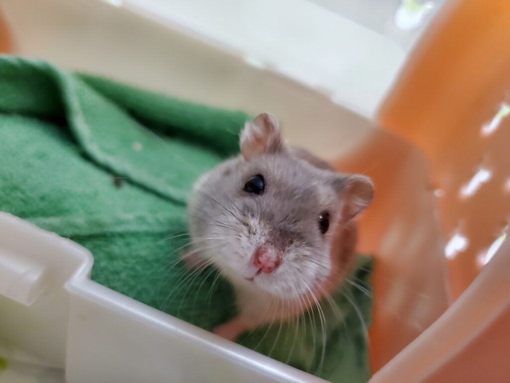 飼い主のほうを見つめるハムスターのアップ写真。明るい光の中で穏やかな表情をしている。