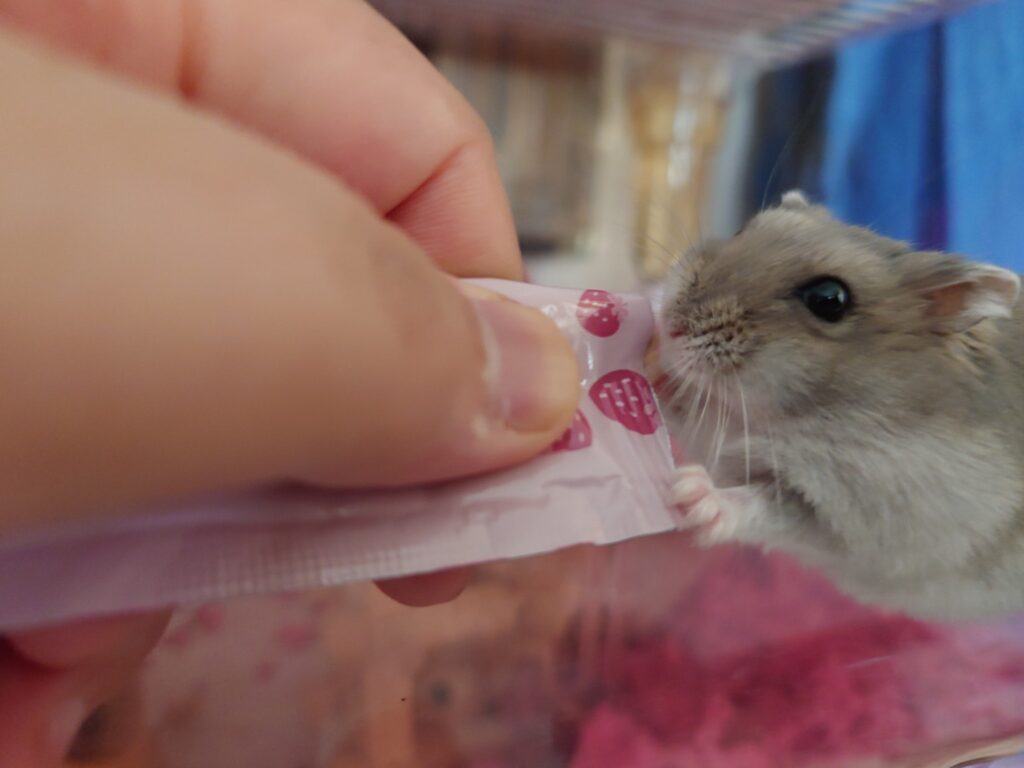 ハムスターが迷路やケージ内を歩きながらごはんを探す様子。ハムスターの学習能力や知能の高さを表す行動写真。