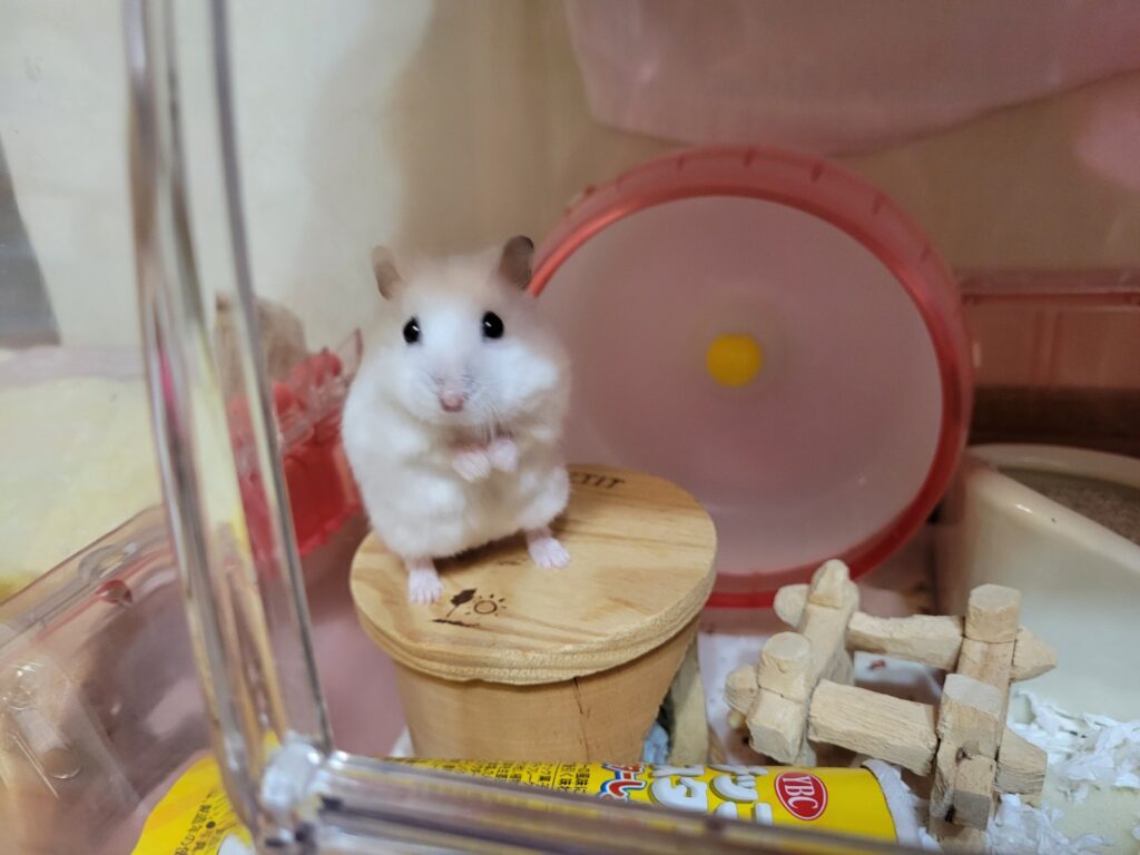 ハムスターがほっぺをふくらませてリラックスしている写真。ハムスターの感情表現やしぐさの可愛さを伝える。