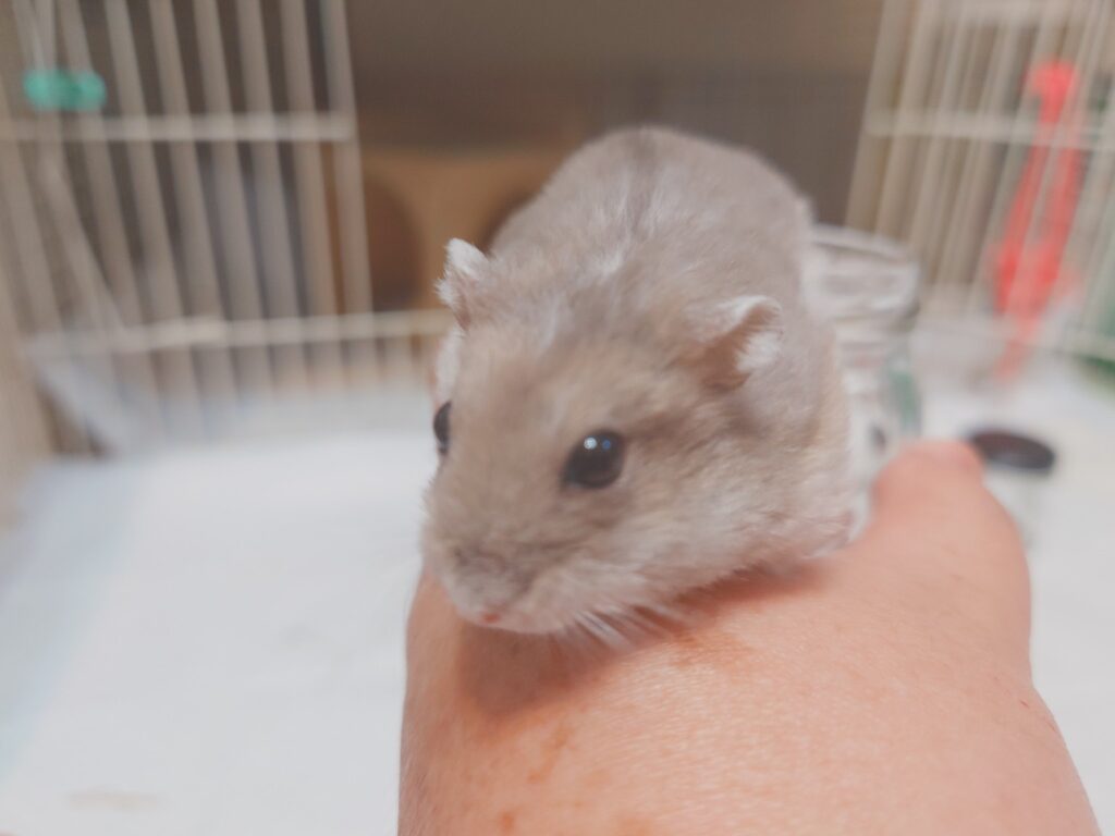 飼い主の手の上に乗るハムスターの写真。信頼関係やハムスターの知能・感情の豊かさを感じる構図。