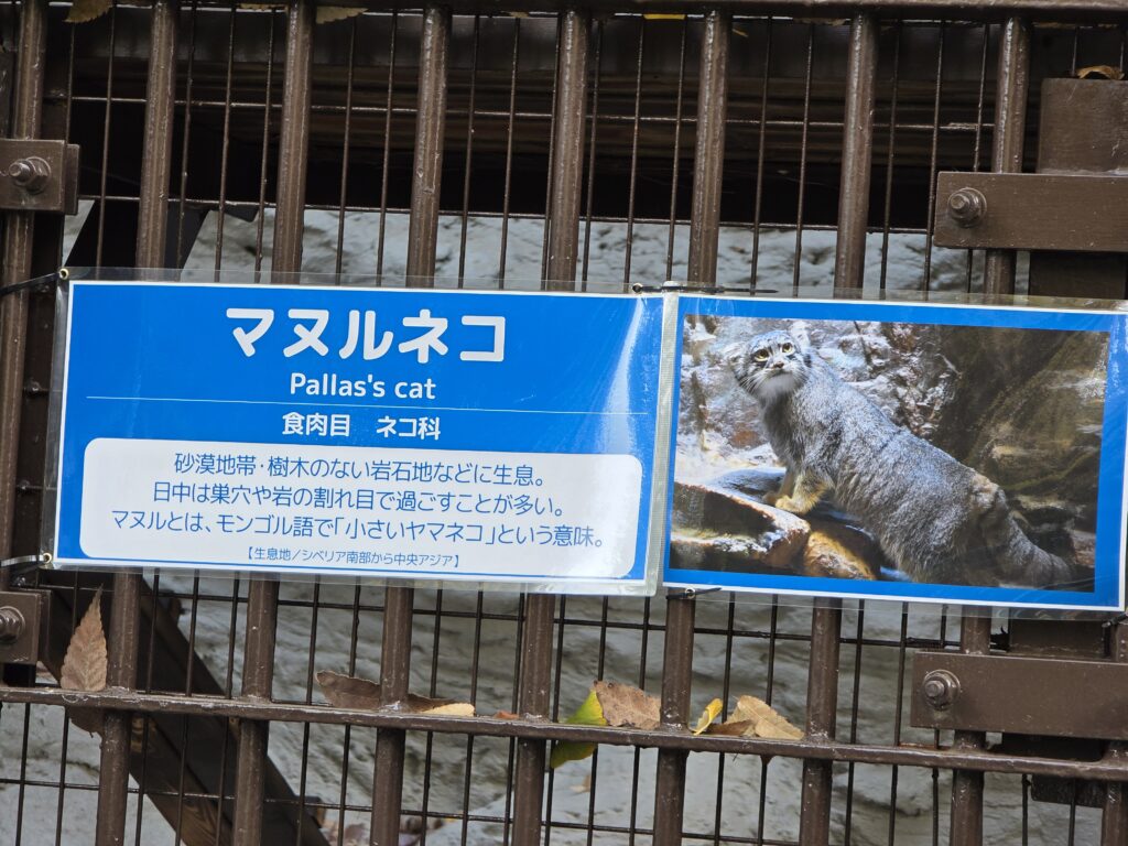 ここにマヌルネコが展示されているという紹介パネル