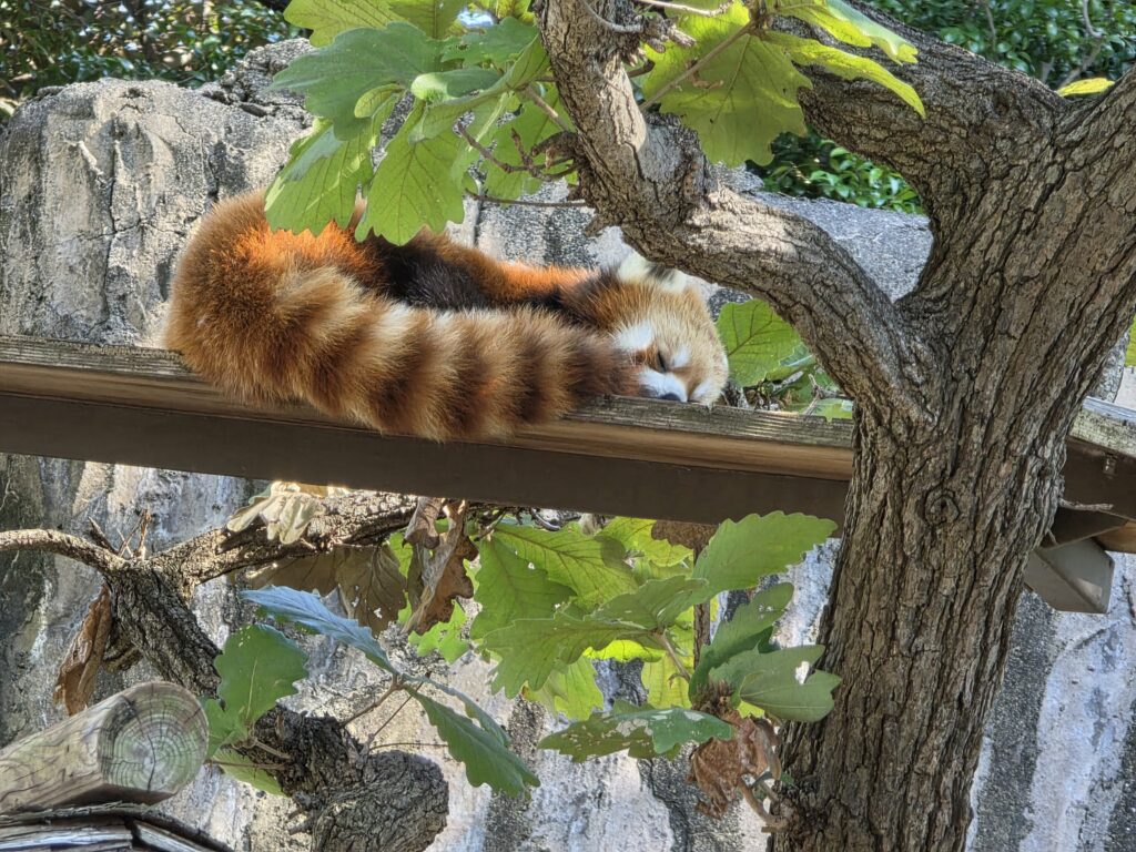 野毛山動物園の人気者、レッサーパンダ。お昼寝中の様子