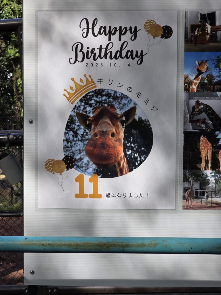 野毛山動物園で飼育中のモミジ（きりん）のお誕生日のお知らせ