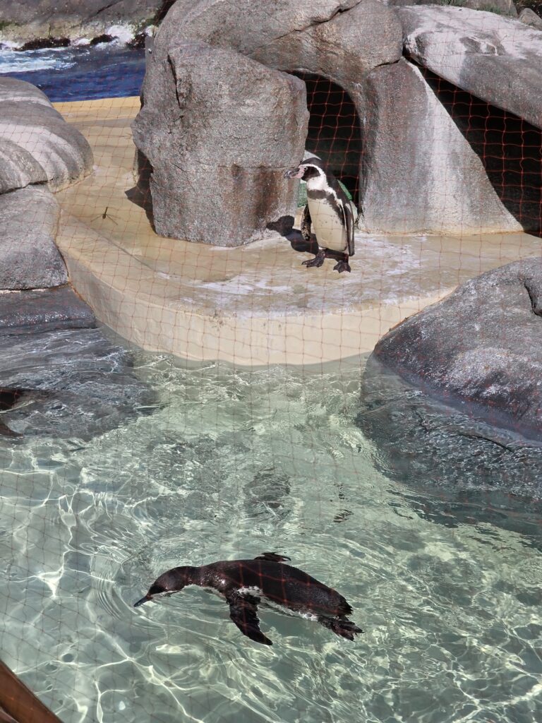 新しくなったペンギンの展示エリア