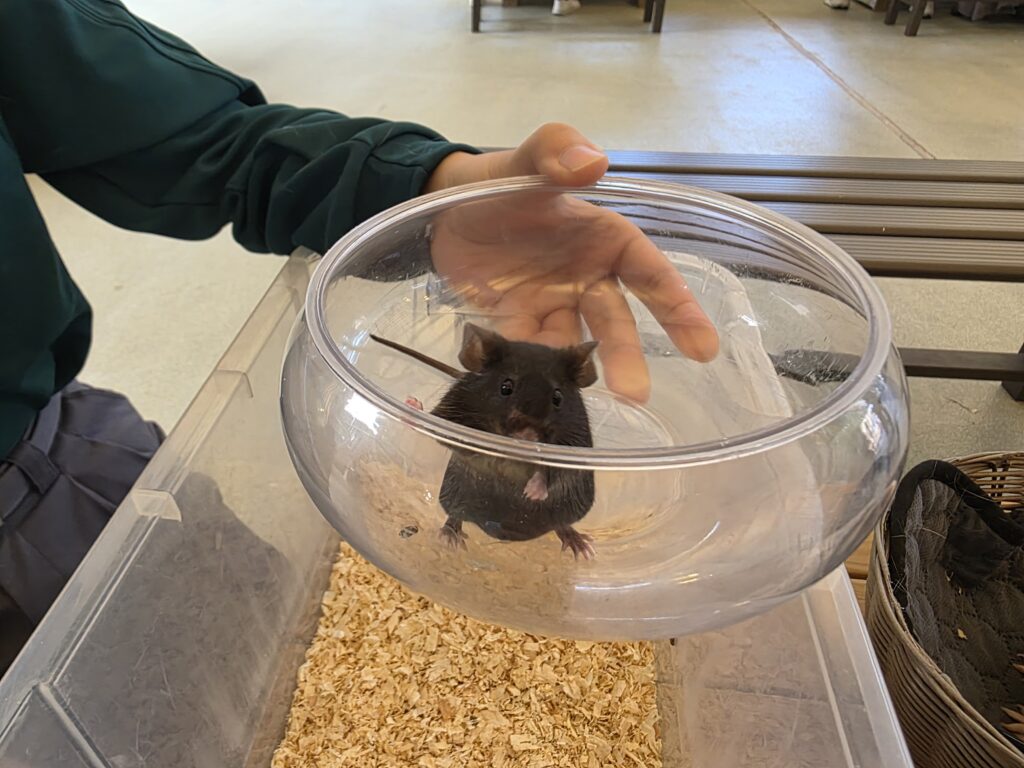 野毛山動物園ふれあい広場。ハツカネズミとのふれあい中の様子。