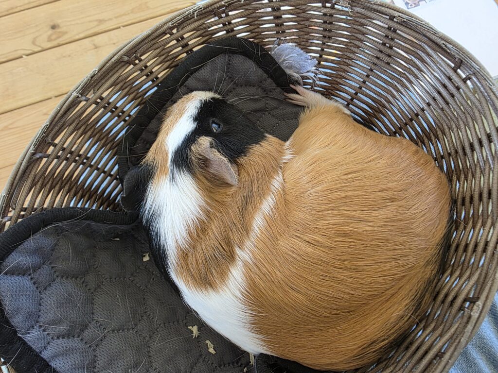 野毛山動物園ふれあい広場にて。ふれあい中の様子。