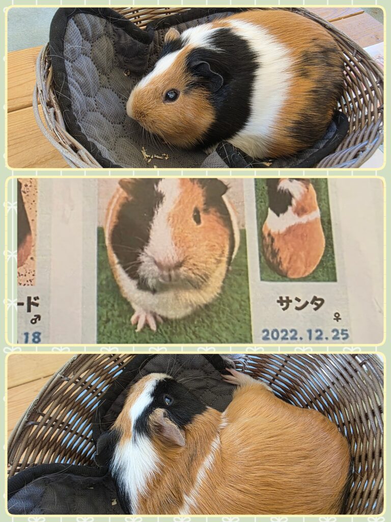 野毛山動物園ふれあい広場での様子